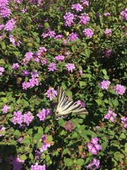Iphiclides feisthamelii