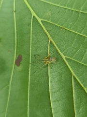 Enoplognatha ovata