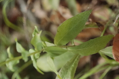 Pilosella piloselloides