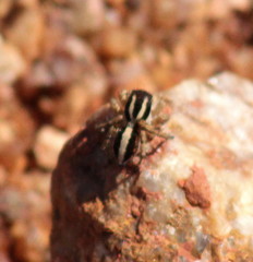 Stenaelurillus termitophagus