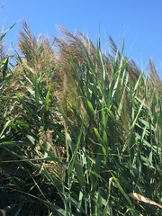 Arundo donax