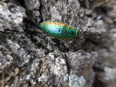 Lamprodila