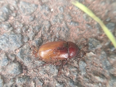 Rutelinae