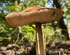 Boletaceae