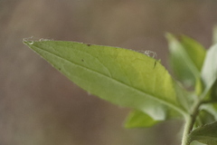 Pilosella piloselloides