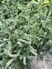 Stachys albens