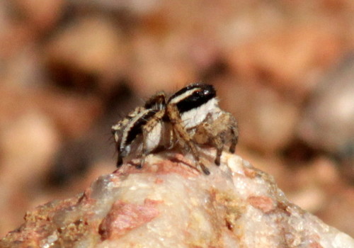 Termite Mimic Spider