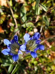 Gentiana parryi