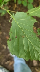 Enoplognatha ovata