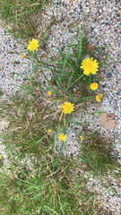 Scorzoneroides autumnalis