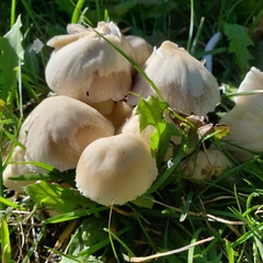 Cuphophyllus virgineus