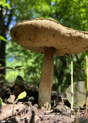 Boletaceae