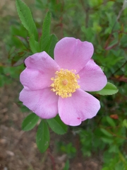 Rosa palustris