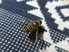 Bombyliidae