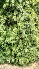 Bambusoideae