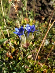Gentiana parryi