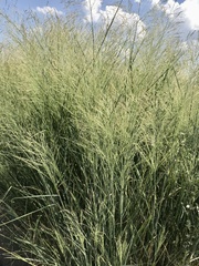 Panicum