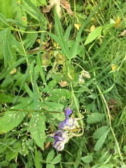 Aconitum volubile