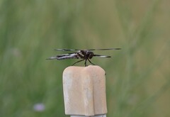 Libellula pulchella