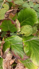 Bergenia crassifolia