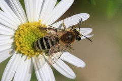 Andrena fuscipes