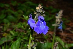 Salvia prunelloides