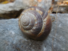 Helix lucorum