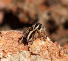 Stenaelurillus termitophagus