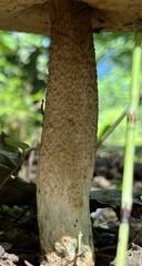 Boletaceae