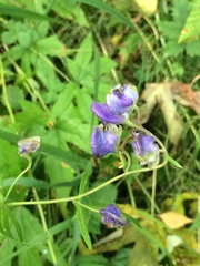 Aconitum volubile