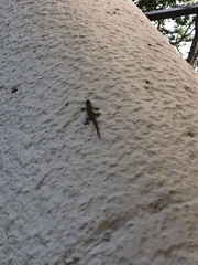 Hemidactylus frenatus