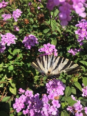 Iphiclides feisthamelii