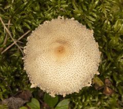Lepiota clypeolaria