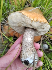 Leccinum versipelle