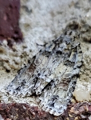 Acronicta ovata