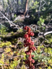 Pterospora andromedea