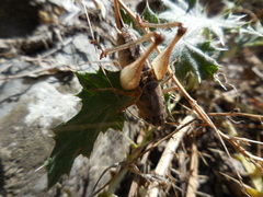 Bucephaloptera bucephala