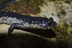 Plethodon chattahoochee