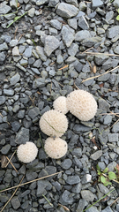 Lycoperdon marginatum