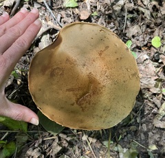 Boletaceae