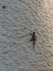 Hemidactylus frenatus