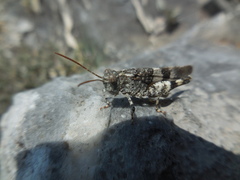Oedipoda