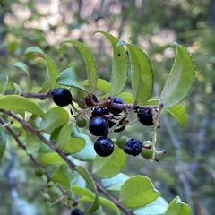 Vaccinium ovatum