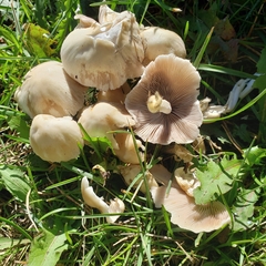 Cuphophyllus virgineus