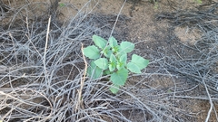 Datura discolor