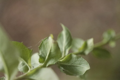 Pilosella piloselloides