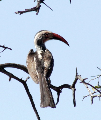 Southern Red-billed Hornbill