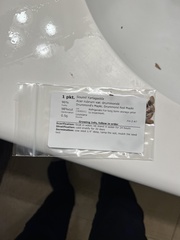 Acer rubrum drummondii