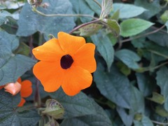 Thunbergia alata