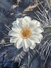 Trichocereus deserticola